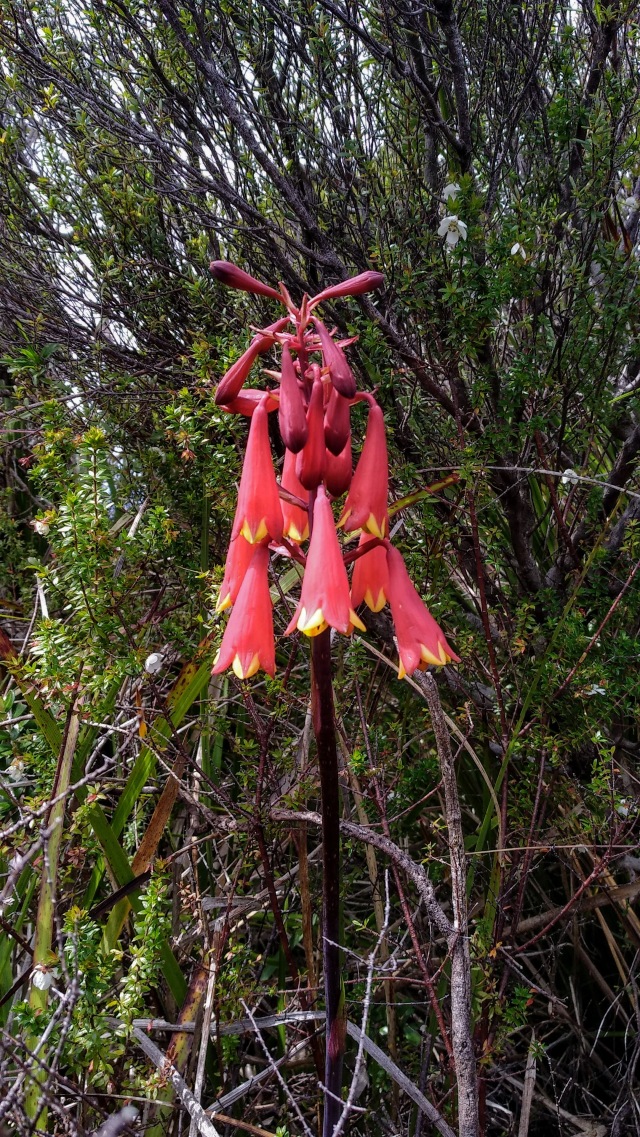 Tasmanian Christmas Bells (blandfordia puicea)
