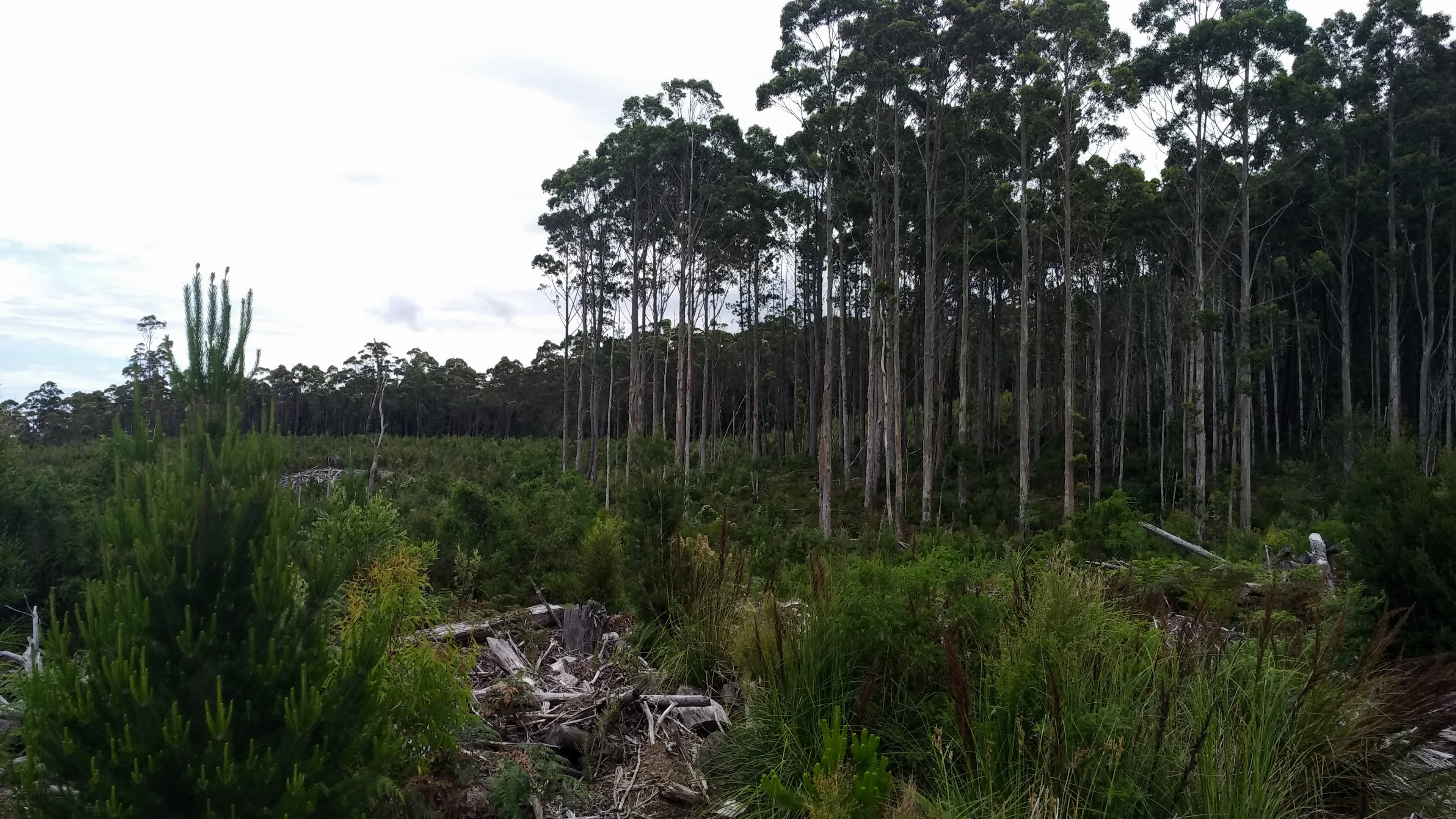 Some young blue gums on the edge of the logged plantation